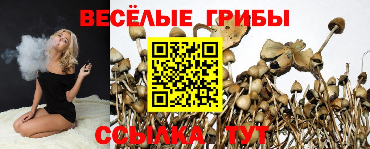 Галлюциногенные грибы Psilocybe Звенигород